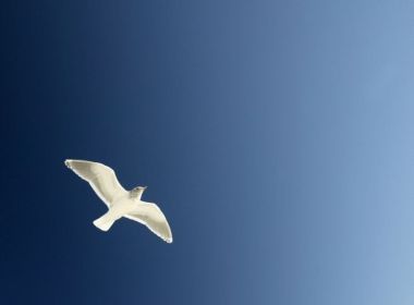 Seagull Soaring