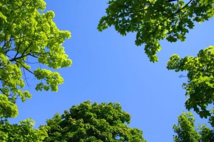 The Sky Through Trees