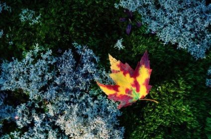 A maple leaf lies on a bed of moss and lichen in autumn.