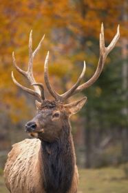 Large Elk In Jasper National Park Alberta Canada